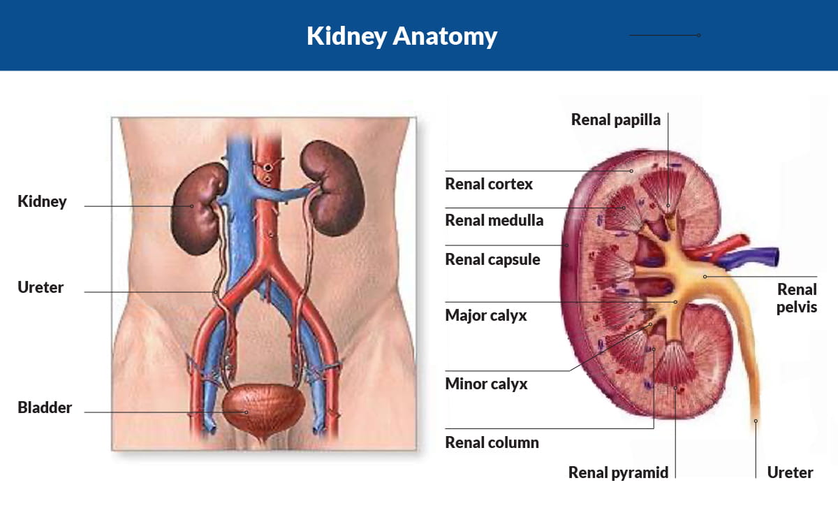 IgG4ward_Academy_Chapter 7_Ln 1_01.jpg