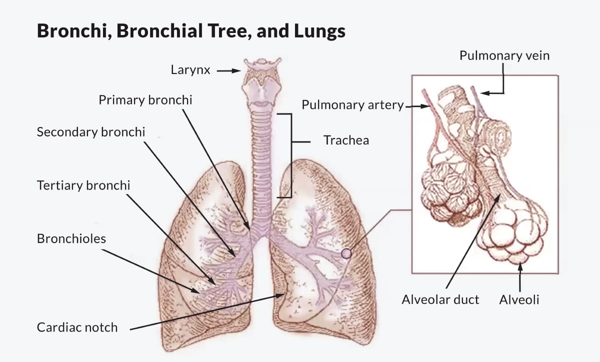 IgG4ward_Academy_Chapter_8_Lesson 1_Extra Image_Dr_Springer_Lung Anatomy_1200x724pxl.jpg