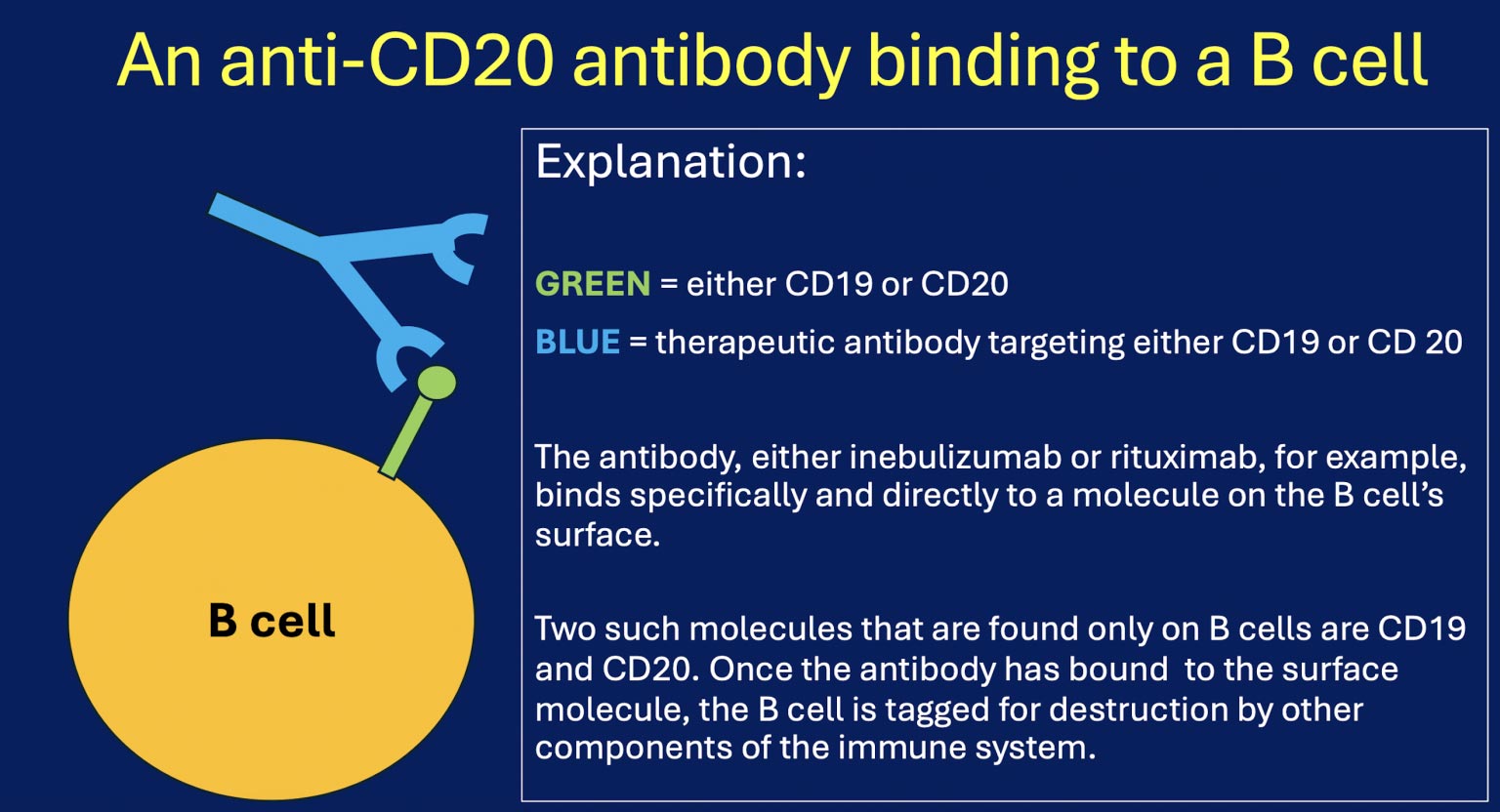 An-Anti-CD20-antibody.jpg
